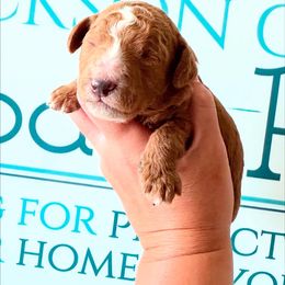 Carmel - Red  male Goldendoodle puppy in Mc Kee, Kentucky from Jackson County Doodles