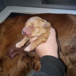 Yellow - Golden female Golden Retriever puppy in Merino, Colorado from High Plains Goldens