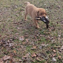 Labrador Retriever Puppies from Ashland Labradors