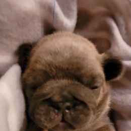 French Bulldog Puppies from 4 Leaf Frenchies