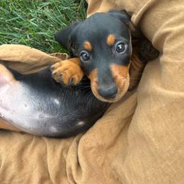 Hazel - Black and tan female Dachshund puppy in Utica, Ohio from Poodle Me Crazy