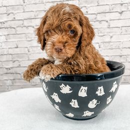 Cashew (Chewey) - Red male Cockapoo puppy in Beresford, South Dakota from DAKOTA DOOD RANCH