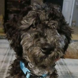 Smokey - Bernedoodle