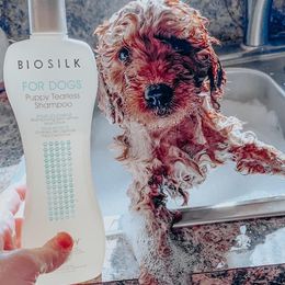 Aussiedoodle and Goldendoodle Puppies from Mackedoodles