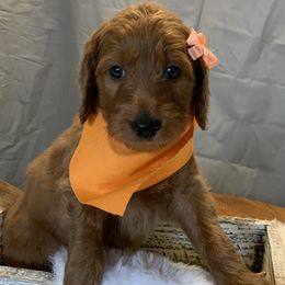 Orange Girl - Goldendoodle puppy in Marionville, Missouri from Wright Ranch Doodles