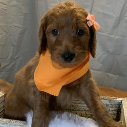 Orange Girl - Goldendoodle puppy in Marionville, Missouri from Wright Ranch Doodles