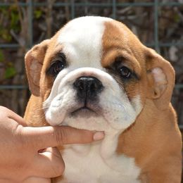 Bulldogs from De La Venturosa