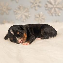 Olaf - Tri-color male Bernedoodle puppy in Russell Springs, Kentucky from 270 Doodles