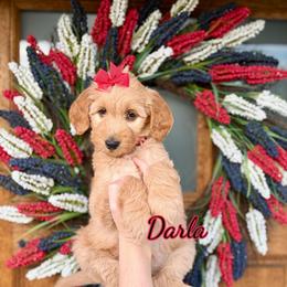 Darla - Apricot female Goldendoodle puppy in Orangevale, California from Ugly Dad Doodles