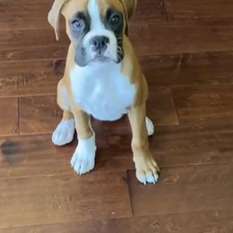 Boxer Puppies from Von Royal Dell'Infinite Deutscher