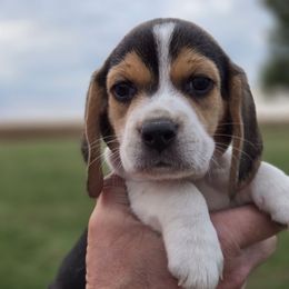 Opie - Black red and white male Beagle puppy in Bethany, Missouri from Fox Creek Beagles