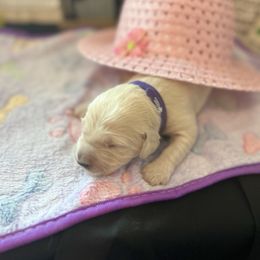 Golden Retriever Puppies from Sunshine Mountain Retrievers