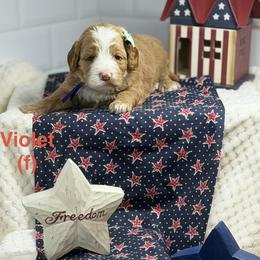 Violet - Apricot female Australian Labradoodle puppy in Citrus Heights, California from Elite Blend Labradoodles