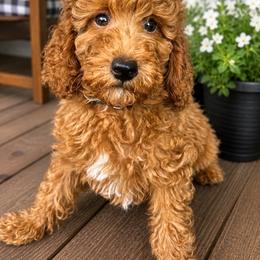 AKC black collar - Red  male Poodle puppy in Dallas, Georgia from West Cobb Dogs