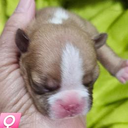 Pup 3 is Girl 1 - Red female Boston Terrier puppy in Versailles, Indiana from Benhams Bostons