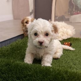 Cavapoos, Cockapoos, Goldendoodles, and Poodles from Pucci Pawfect Doodles