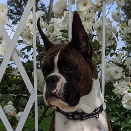 Quest - Boxer