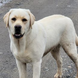 Labrador Retrievers from Cedar Hill Farm Labradors