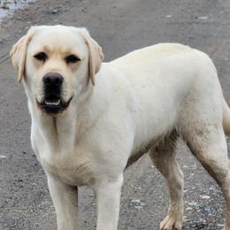 Labrador Retrievers from Cedar Hill Farm Labradors