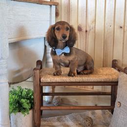 AKC Meet Jack :) - Sable male Dachshund puppy in Centerville, Iowa from Barnyard Dachshunds, Dals & Doodles