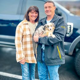 Miniature American Shepherd and Miniature Australian Shepherd Puppies from Whiskeytown Aussies