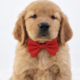 Harlow - Dark golden female Golden Retriever puppy in Elmwood Park, Illinois from Goldens&MiniAussiesWithFinesse