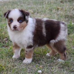 Titans - Red merle male Miniature Australian Shepherd puppy in Evant, Texas from Lazy VT Bar Ranch