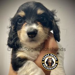 Cherry Pie 2500 - Cream female Dachshund puppy in Houston, Texas from Texas Regal Dachshunds LLC