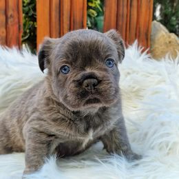 French Bulldog Puppies from Buda Baby Frenchies