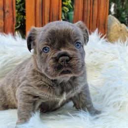 French Bulldog Puppies from Buda Baby Frenchies