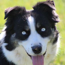 Bella - Australian Shepherd