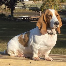 Basset Hounds from Blackberry Creek Basset Hounds