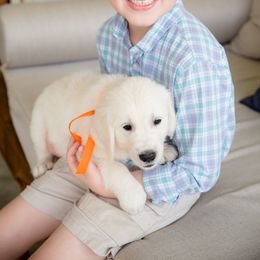 Golden Retriever Puppies from Southland Goldens