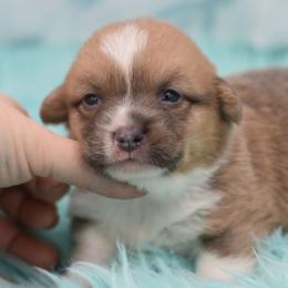 Savannah - Wild West Litter - White and fawn female Pembroke Welsh Corgi puppy in Lithia, Florida from Diamondcrest Inc