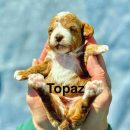 Topaz - Apricot male Poodle puppy in Ardmore, Oklahoma from Green Acres