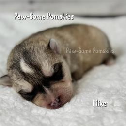 Mike - Silver male Pomsky puppy in Krum, Texas from Paw-Some Pomskies