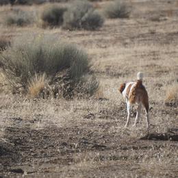 German Shorthaired Pointer All Grown Up from DragonPoint Gun Dogs