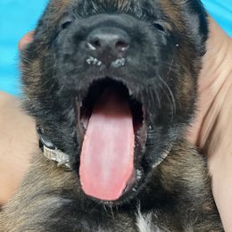 Belgian Malinois and German Shepherd Puppies from Madhouse’s Belgian Malinois and German Shepherds
