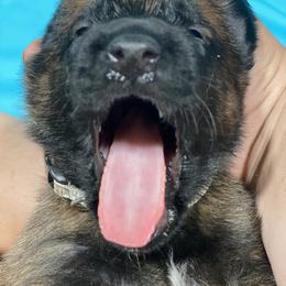 Belgian Malinois and German Shepherd Puppies from Madhouse’s Belgian Malinois and German Shepherds