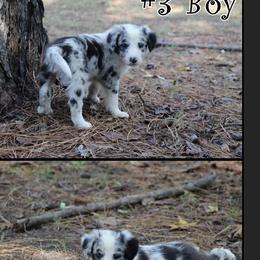 Border Collie All Grown Up from Mccurry Farms