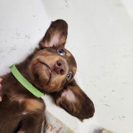 Dachshund Puppies from FureverFL