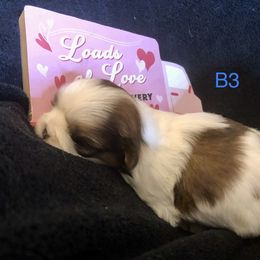 Boy 2 - Shih Tzu puppy in Silver Lake, Oregon from Bling Shih Tzu