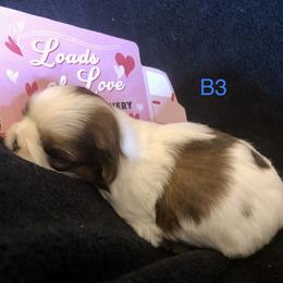 Boy 2 - Shih Tzu puppy in Silver Lake, Oregon from Bling Shih Tzu
