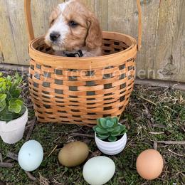 Goldendoodle Puppies from Hay Creek Acres Goldens