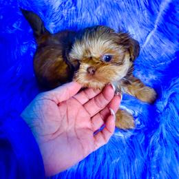 Hot Chili Pepper - Red male Shih Tzu puppy in Port Orchard, Washington from Buttons N Bows