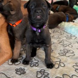 Padme (Purple) - Black sable female Belgian Malinois puppy in Buckeue, Arizona from Légende Vivante Du Chief Kennel