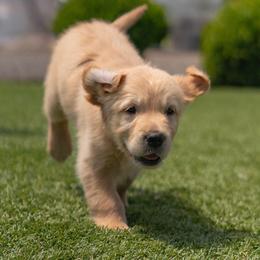 Noah - Golden male Golden Retriever puppy in Oregon from A Goldens First Love