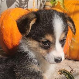 Hunter green Bandana Boy - Black and tan male Pembroke Welsh Corgi puppy in Cherokee, Oklahoma from MCS Farms-OK