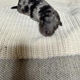 Max - Merle male Sheepadoodle puppy in Los Angeles, California from Exquisite Doodles