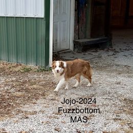 Fuzzbottom Angelo Jo-Jo - Red tri-color male Miniature American Shepherd puppy in Polo, Missouri from Fuzzbottom Miniature American Shepherd